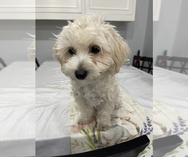 Medium Photo #7 Maltipoo (Miniature) Puppy For Sale in PALMDALE, CA, USA