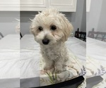 Small #6 Maltipoo (Miniature)