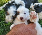 Small #8 Miniature Bernedoodle