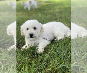 Bichpoo Puppy for sale in CANOGA, NY, USA