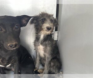 Chihuahua-Unknown Mix Dogs for adoption in Houston, TX, USA
