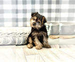 Small Photo #7 YorkiePoo Puppy For Sale in MARIETTA, GA, USA