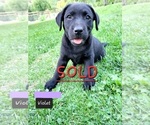 Small Photo #8 Labrador Retriever Puppy For Sale in EAGLE POINT, OR, USA