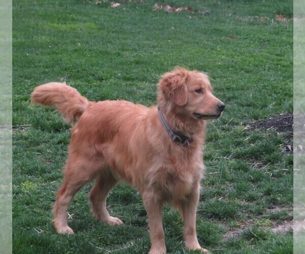 Medium Photo #1 Golden Retriever Puppy For Sale in MECHANICSVILLE, MD, USA