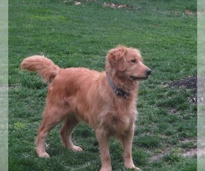 Mother of the Golden Retriever puppies born on 05/30/2025