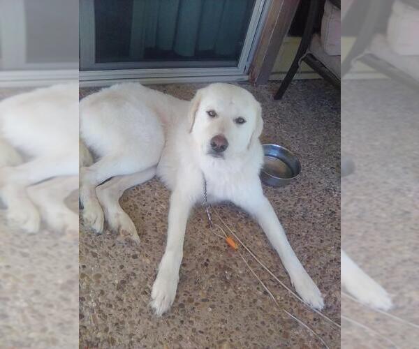Medium Photo #2 Great Pyrenees Puppy For Sale in Spring, TX, USA