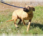 Small #2 American Pit Bull Terrier Mix