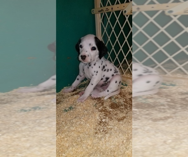 Medium Photo #7 Dalmatian Puppy For Sale in DUVALL, WA, USA