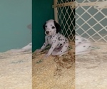 Small Photo #7 Dalmatian Puppy For Sale in DUVALL, WA, USA