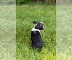 Small #17 Boston Terrier
