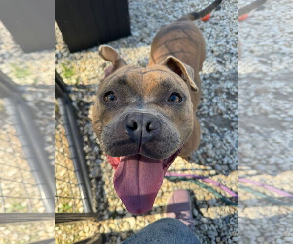 Medium Photo #3 American Pit Bull Terrier Puppy For Sale in Jackson , NJ, USA