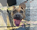Small #2 American Pit Bull Terrier