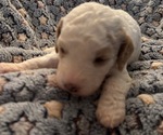 Puppy Rosie Bernedoodle (Miniature) (+ Poodle Miniature)