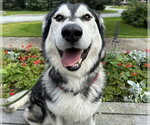 Small #1 Alaskan Malamute Mix