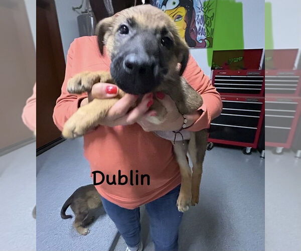 Medium Photo #1 German Shepherd Dog-Unknown Mix Puppy For Sale in Imlay City, MI, USA