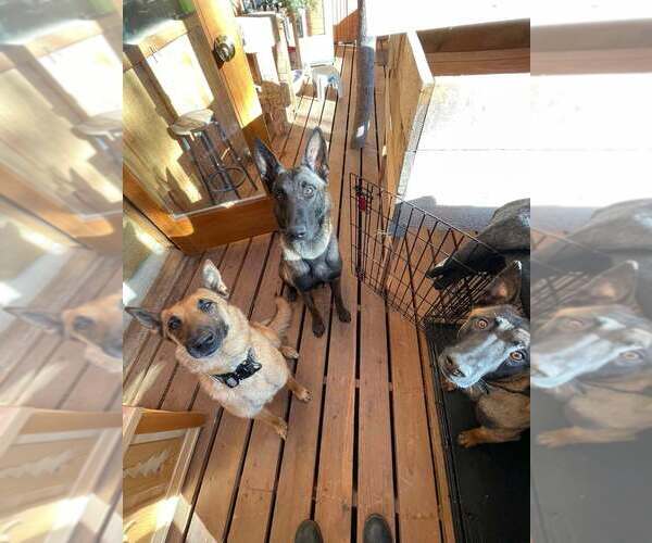 Medium Photo #2 Mutt Puppy For Sale in Imlay City, MI, USA