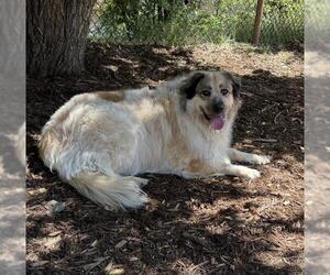 Aussie Pyrenees Dogs for adoption in Denver, CO, USA