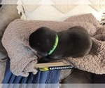 Small Photo #16 Labrador Retriever Puppy For Sale in BONAIRE, GA, USA