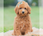 Puppy Callie Maltipoo (Miniature)