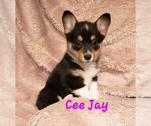 Pembroke Welsh Corgi Puppy for sale in SALLISAW, OK, USA
