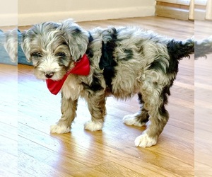 Bernedoodle (Miniature) Puppy for sale in ROY, UT, USA