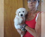 Small Photo #39 English Cream Golden Retriever Puppy For Sale in NORTHWOOD, OH, USA