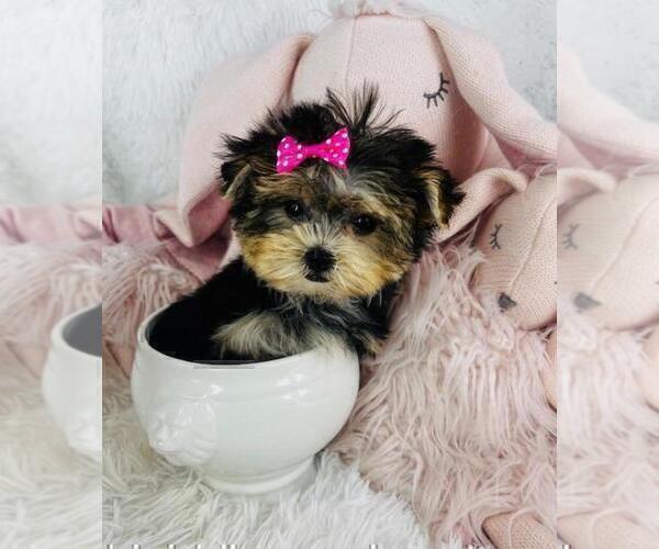 Medium Photo #9 Yorkshire Terrier Puppy For Sale in ATLANTA, GA, USA
