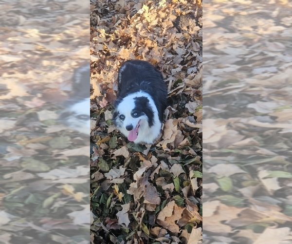 Medium Photo #2 Miniature Australian Shepherd Puppy For Sale in MILTON, WI, USA