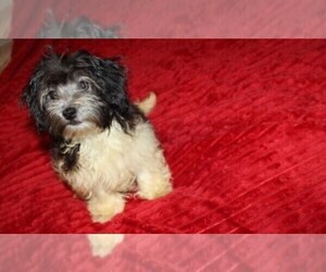 Havanese Puppy for sale in THAYER, KS, USA