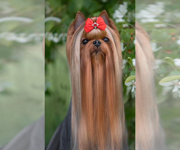 Medium Photo #1 Yorkshire Terrier Puppy For Sale in ROANOKE, VA, USA