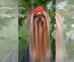 Small Photo #1 Yorkshire Terrier Puppy For Sale in ROANOKE, VA, USA