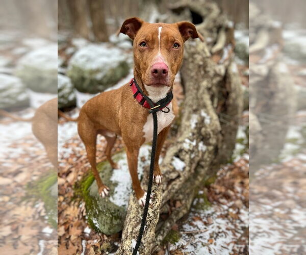 Medium Photo #9 American Pit Bull Terrier-Blue Lacy Mix Puppy For Sale in Rockaway, NJ, USA