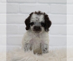 Cocker Spaniel-Poodle (Miniature) Mix Puppy for sale in FREDERICKSBG, OH, USA
