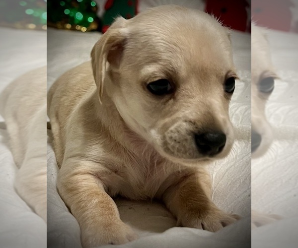 Medium Photo #4 Chiweenie Puppy For Sale in SPARKS, NV, USA