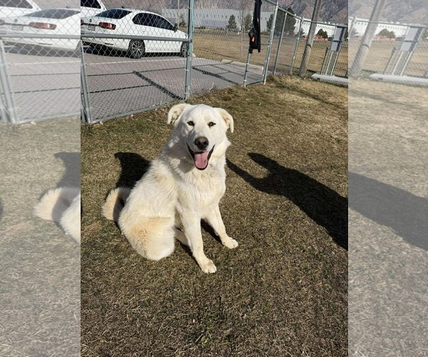 Medium Photo #1 - Mix Puppy For Sale in Bountiful, UT, USA