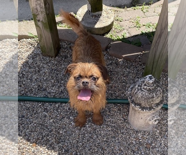 Medium Photo #5 Brussels Griffon Puppy For Sale in CHICAGO, IL, USA