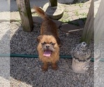 Small #4 Brussels Griffon