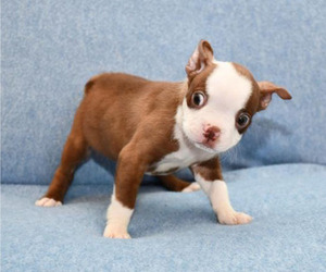 Boston Terrier Puppy for sale in HOMINY, OK, USA