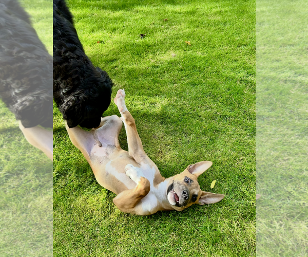 Medium Photo #7 German Shepherd Dog-Unknown Mix Puppy For Sale in Polson, MT, USA