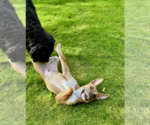 Small Photo #7 German Shepherd Dog-Unknown Mix Puppy For Sale in Polson, MT, USA