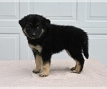 Small #1 German Shepherd Dog-Siberian Husky Mix