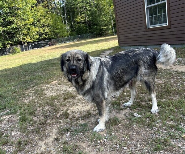 Medium Photo #3 Caucasian Shepherd Dog-Kangal Dog Mix Puppy For Sale in CONCORD, NH, USA