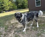 Small #2 Caucasian Shepherd Dog-Kangal Dog Mix