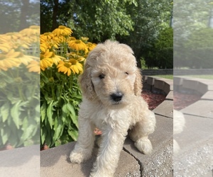 Goldendoodle (Miniature) Puppy for sale in ZEBULON, NC, USA