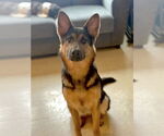 Small #1 German Shepherd Dog