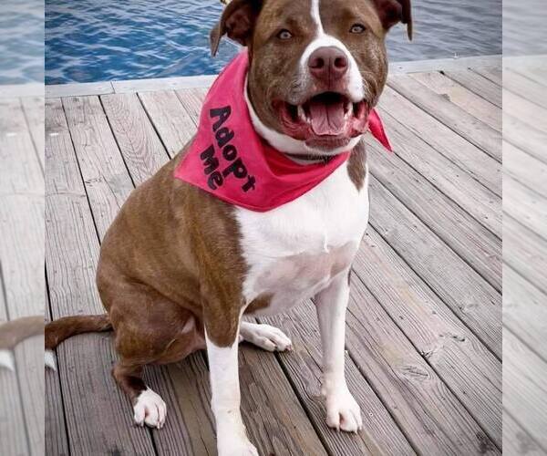 Medium Photo #7 Mutt Puppy For Sale in Woodbury, NY, USA