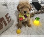 Puppy 4 Goldendoodle (Miniature)