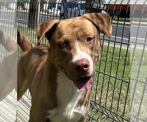 American Pit Bull Terrier-Unknown Mix Dogs for adoption in Lodi, CA, USA