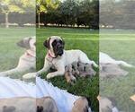 Small #8 Mastiff
