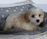 Small Photo #2 Cavachon Puppy For Sale in FREDERICKSBURG, OH, USA